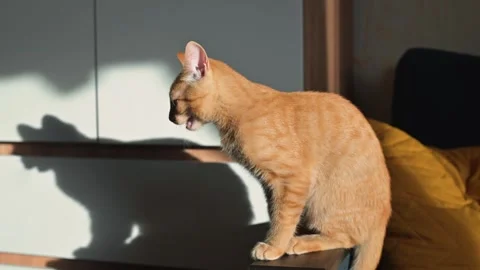 An orange cat sits on a surface, looking towards the light. The animal plays Video stock 345868462