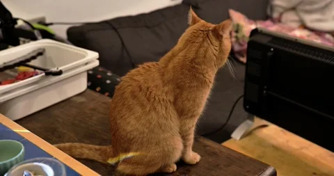 Orange cat sitting and looking at a heater Stock Footage 329155425