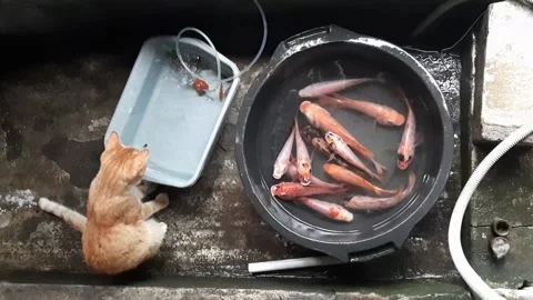 An orange cat is sitting and watching tilapia fish in a black bucket. Stock Footage 236594204