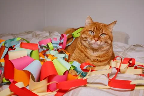 Orange cat sitting on bed surrounded with many festive multicolored Christm.. Stock Photos