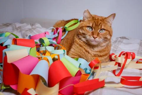 Orange cat sitting on bed surrounded with many festive multicolored Christm.. Foto stock