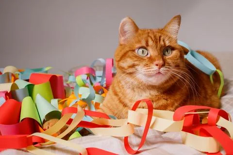 Orange cat sitting on bed surrounded with many festive multicolored Christm.. Stock Photos
