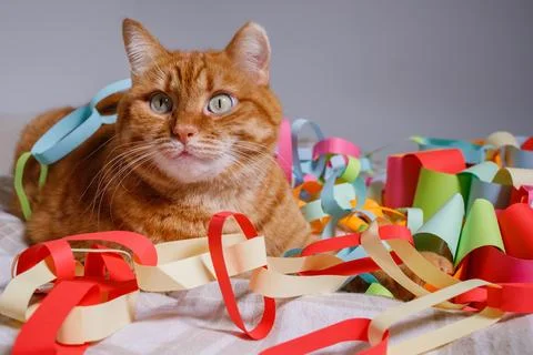 Orange cat sitting on bed surrounded with many festive multicolored Christm.. Foto stock