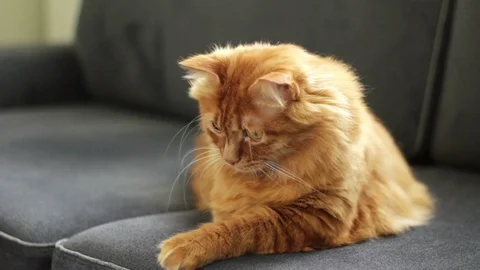 Orange Cat Sitting on Couch and Looking Around Stock Footage 96247943
