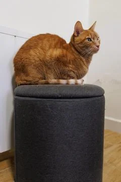 Orange cat sitting on a gray stool Stockfoto's
