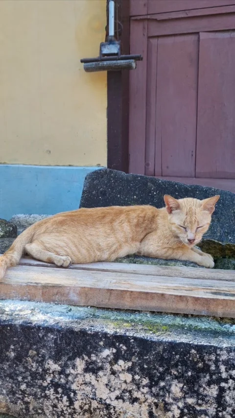 Orange cat sitting on mossy Stock Footage 277524512