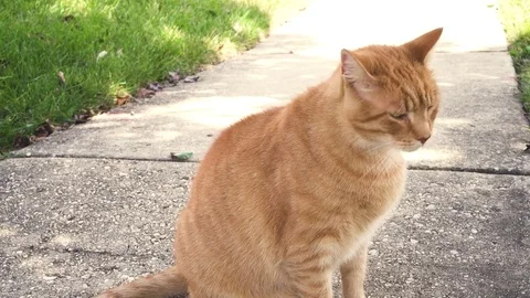Orange cat sitting out side by the sun and coming towards the camera Stock Footage 80661912