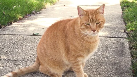 Orange cat sitting out side by the sun Stock Footage 80661918
