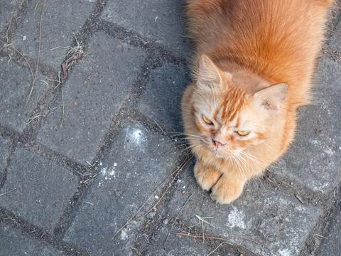 Orange cat sitting Stock Photos