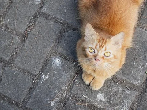 Orange cat sitting Stock Photos