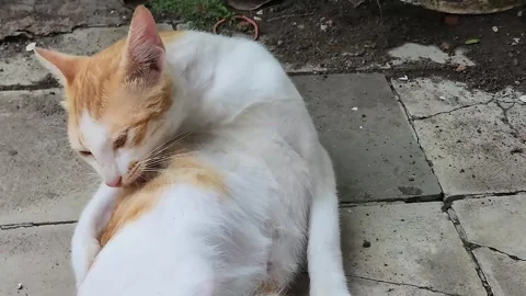 Orange cat sitting relaxed Stock Footage 300811754