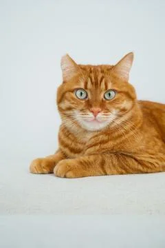 Orange cat sitting on the sofa and looking at camera close up Stock Photos