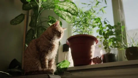 Orange cat sitting upright plants sunlight from the window Stock Footage 317902007