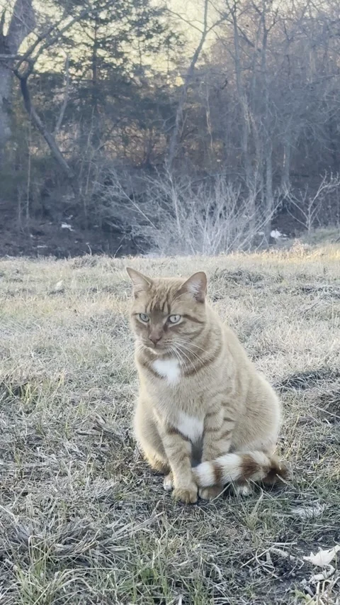 Orange Cat Sitting on Winter Grass Stock Footage 344601358