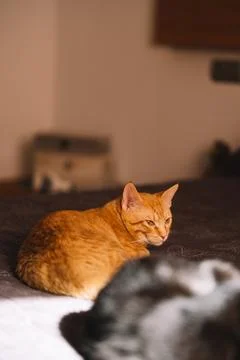 Orange cat sleeping on the bed with another cat Stock Photos