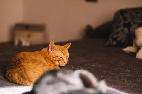 Orange cat sleeping on the bed with another cat Stock Photos