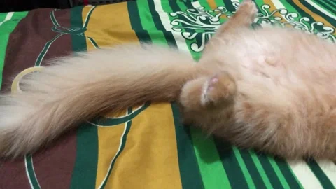 Orange cat is sleeping on the bed Stock Footage 233834842