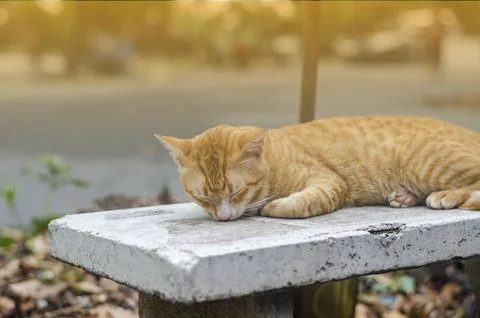 Orange cat sleeping on a bench Stock Photos