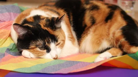 Orange cat sleeping Stock Footage 136639298