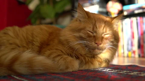 Orange cat is sleeping. Stock Footage 158466642