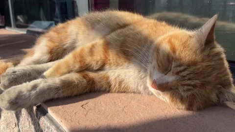 A orange cat is sleeping Stock Footage 316656822