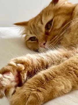 Orange cat sleeping with paws forward. Stock Photos