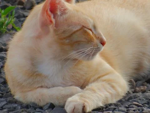 Orange cat sleeping. Stock Photos