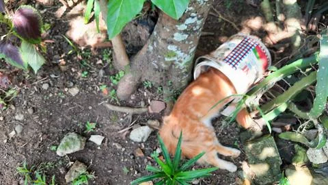 Orange cat sleeping under the tree with his head in the paint can 01 Stock Photos