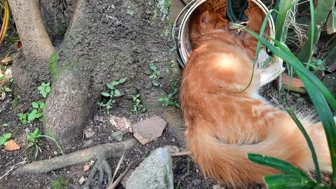 Orange cat sleeping under the tree with his head in the paint can 03 Stock Photos