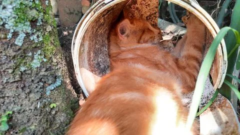 Orange cat sleeping under the tree with his head in the paint can 02 Stock Photos