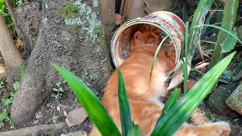 Orange cat sleeping under the tree with his head in the paint can 04 Stock Photos