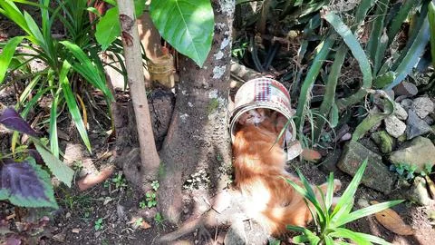 Orange cat sleeping under the tree with his head in the paint can 05 Stock Photos