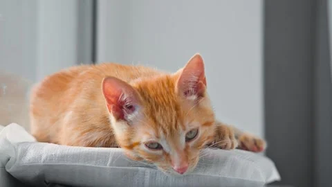 An orange cat sleeps comfortably on a soft surface in a well-lit room. The cat Видео 344674702