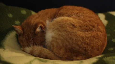 Orange Cat Sleeps Stock Footage 34076291