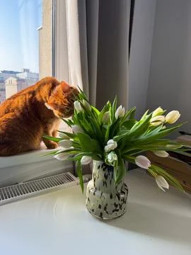 Orange cat smelling white tulips bouquet in vase on the table near the window Stock Photos