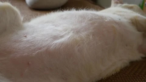 Orange cat soft white belly fur showing nipples 스톡 동영상 335210346