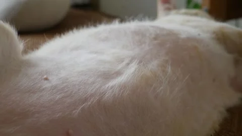 Orange cat soft white belly fur showing nipples Vidéo 335210348