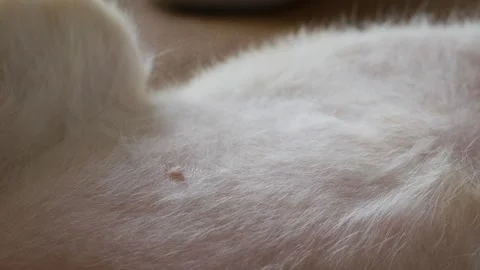 Orange cat soft white belly fur showing nipples 库存影片 335583979