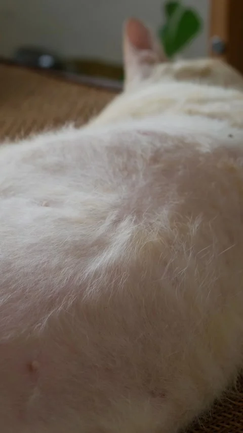 Orange cat soft white belly fur showing nipples Stock-Footage 335583989