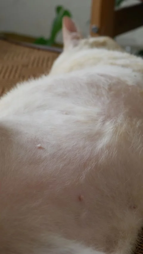 Orange cat soft white belly fur showing nipples Vidéo 337873027