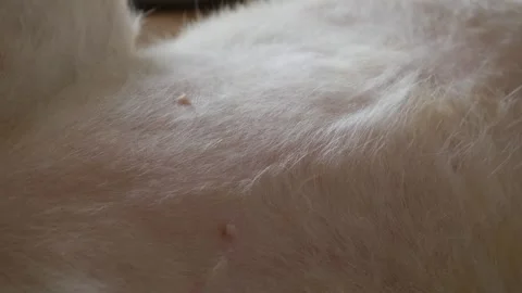 Orange cat soft white belly fur showing nipples Видео 337873112