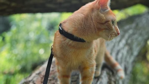An orange cat stands on a tree branch while wearing a leash. The cat looks Video stock 345877241