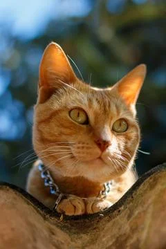 Orange cat in the sunlight Stock Photos