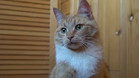 Orange Cat tern the head to the left to the right Stock Footage 111295600