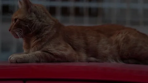 Orange Cat on Top of a Red Car (Slow Motion) Stock Footage 213603442