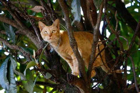 Orange cat on tree branch Stock Photos