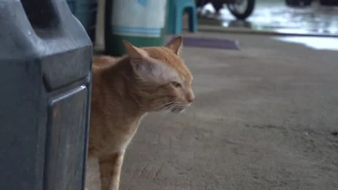 The orange cat turned to look. Stock Footage 135897880