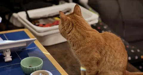 Orange cat turning head to camera. Stock Footage 329154370