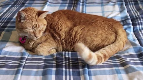 Orange cat wags tail while sleeping 스톡 동영상 69234065