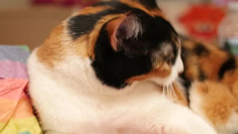 Orange cat waking up from nap Stock Footage 136637496